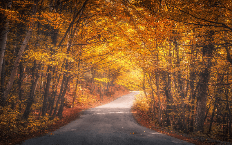 Vertu Toyota's Guide To Autumn Driving